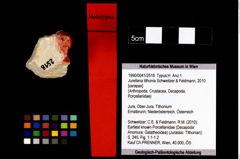 Foto (Objekt + Etikett) von Jurellana tithonia (Schweitzer & Feldmann, 2010)  (NHMW-GEO-1990-0041-2518)